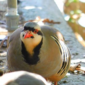 Chukar partridge