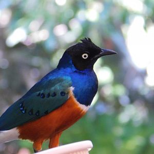 Superb Starling
