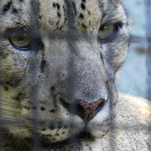 Snow Leopard