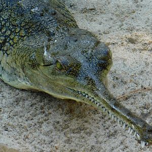Indian Gharial