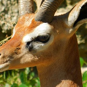 Gerenuk