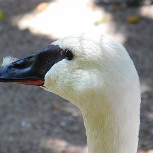 Trumpeter Swan