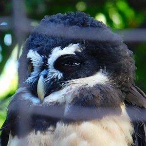 Spectacled Owl