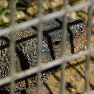Spotted Chuckwalla