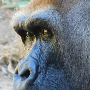 Western Lowland Gorilla
