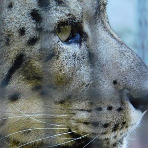 Snow Leopard