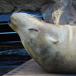 California Sea Lion