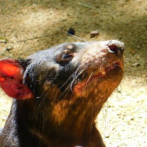 Tasmanian Devil