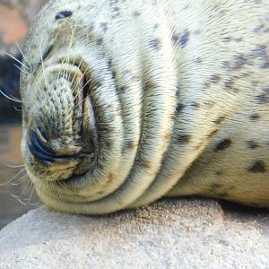 Harbor Seal