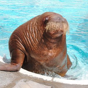 Pacific Walrus