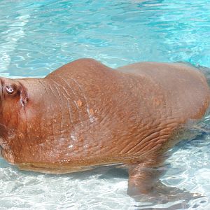 Pacific Walrus
