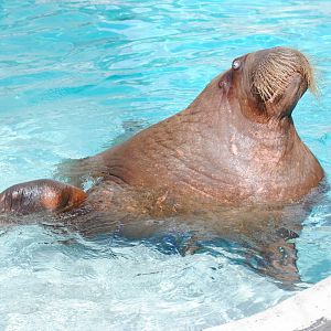 Pacific Walrus