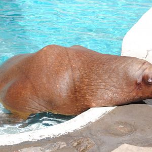 Pacific Walrus