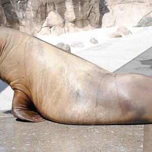 Atlantic Walrus