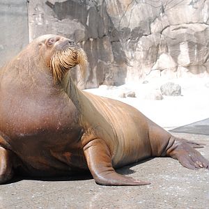 Atlantic Walrus