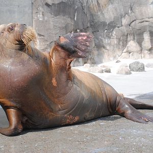 Atlantic Walrus