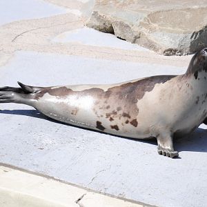 Harp Seal