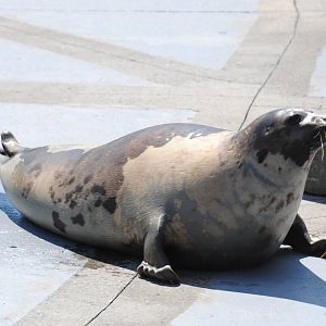 Harp Seal