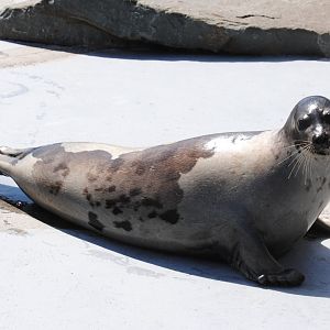 Harp Seal