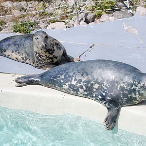 Grey Seals