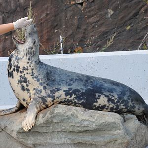 Grey Seal