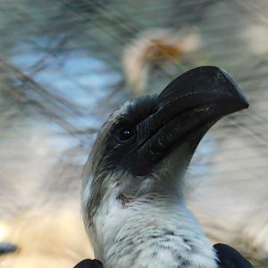 Von Der Decken’s Hornbill