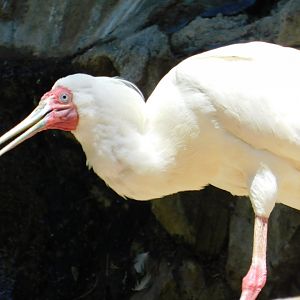 African Spoonbill