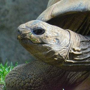 Aldabra Tortoise