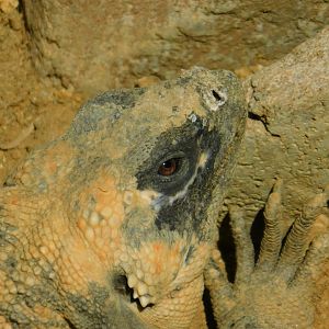 San Esteban Island Chuckwalla