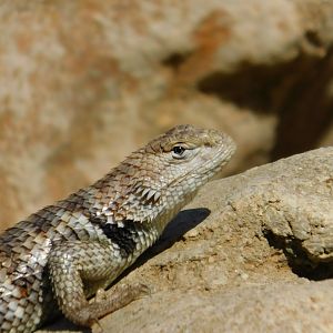 Spiny Lizard