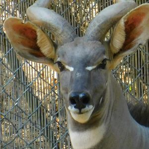 Lesser Kudu