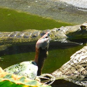 Indian Gharial and Painted Island Terrapin