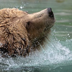 European brown bear : Whipsnade : 31 Aug 2019