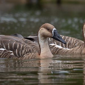 Swan goose : Whipsnade : 31 Aug 2019
