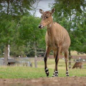 Nilgai : Whipsnade : 31 Aug 2019