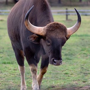 Gaur : Whipsnade : 31 Aug 2019