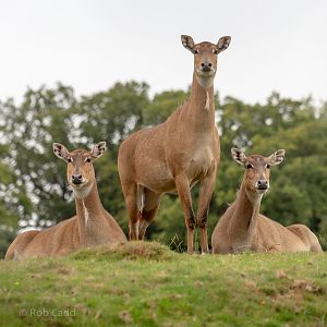 Nilgai : Whipsnade : 31 Aug 2019