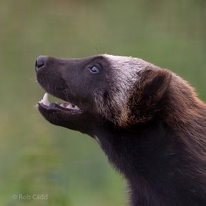 Wolverine (European wolverine) : Whipsnade : 31 Aug 2019