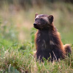 Wolverine (European wolverine) : Whipsnade : 31 Aug 2019