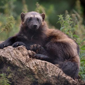Wolverine (European wolverine) : Whipsnade : 31 Aug 2019