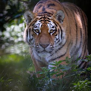 Amur tiger : Whipsnade : 31 Aug 2019