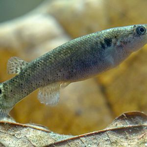 Mangrove killifish : Whipsnade : 31 Aug 2019