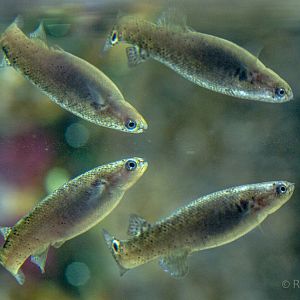 Mangrove killifish : Whipsnade : 31 Aug 2019