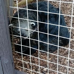 Javan Binturong 3rd August 2019