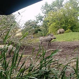 Warthog & Black Rhino.