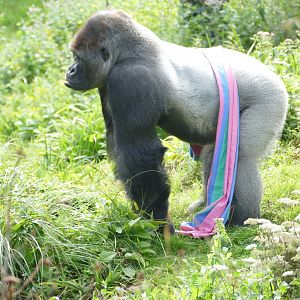 Lowland gorilla, N'Dowe. September 2019