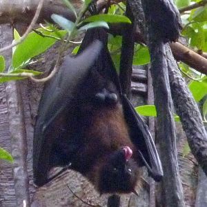 Indian flying fox