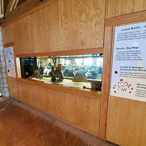 Sep. 2019 - Komodo Kingdom - White-spotted Bamboo Shark Tank