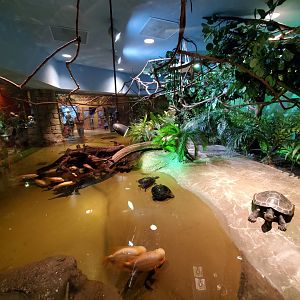 Sep. 2019 - Komodo Kingdom - Species of the Rainforest (7 Species)