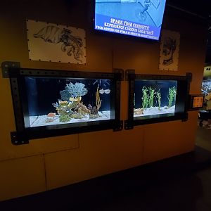 Sep. 2019 - Komodo Kingdom - Curious Creatures (3 Species)